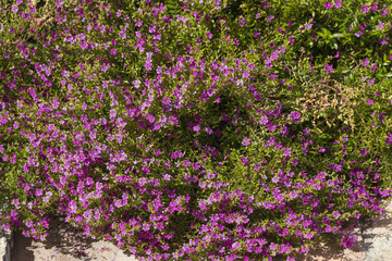 De bloemen en planten in oktober in de botanische tuin (Real Jardin Botanico) van Córdoba,.