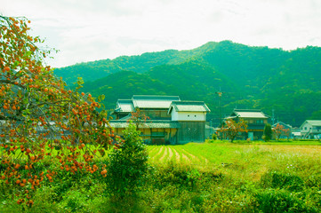 兵庫県多可町・柿と古民家の蔵