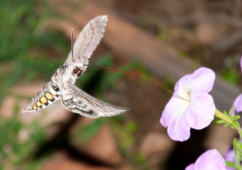 Tomato hornworm moth in flight