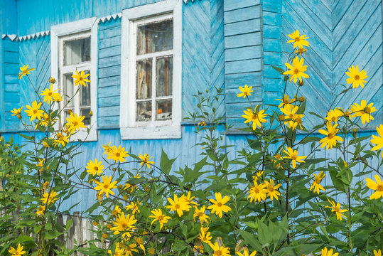 Bright sunny yellow topinambour flowers in palisade in front of old wooden house. Bulatovo, Kaluzhsky region, Russia.
