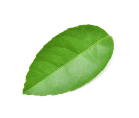 Fototapeta na wymiar Lemon leaves isolated on white background.