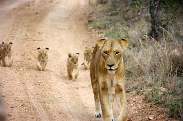 Lionne Afrique du sud bébé