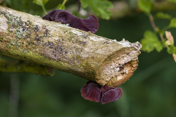  Auricularia auricula, Ear fungus, Jews ear, Jelly ear, Fungi.