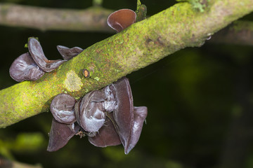  Auricularia auricula, Ear fungus, Jews ear, Jelly ear, Fungi.