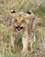 Lionne Afrique du sud bébé