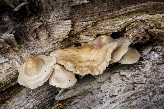 Gymnopilus penetrans, Common rustgil fungi.