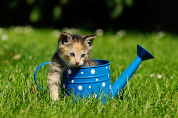 gray kitten sitting in the can on meadow © Caro