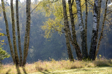 Die letzten schönen Tage, Birkenwäldchen mit herbstlichem Laub im Gegenlicht