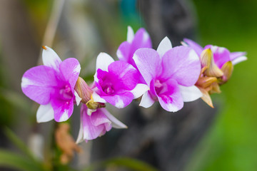 Natural, fresh purple orchids