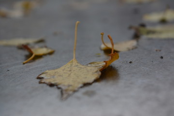 small wet autumn colored leaves, season