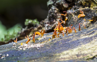 Stagshorn Fungi.