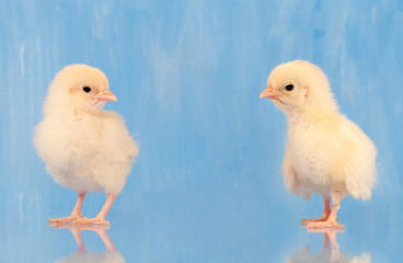 Two yellow Easter chicks against blue background with reflection