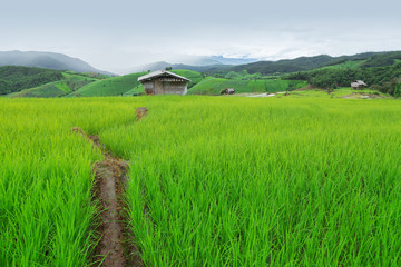 Fototapeta na wymiar Green Terraced Rice Field in Pa Pong Pieng