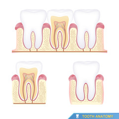 human tooth anatomy, part of a tooth (cross section)