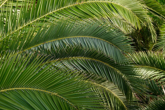 Palmblätter, arecaceae