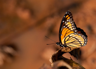 Colorful Viceroy butterfly resting against muted color fall background