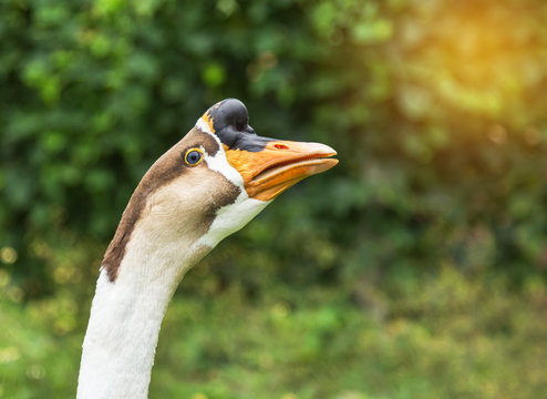  head of domestic chinese goose 