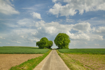 Feldweg mit B&auml;umen am Horizont