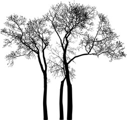 Obraz premium silhouettes of the trees without leaves