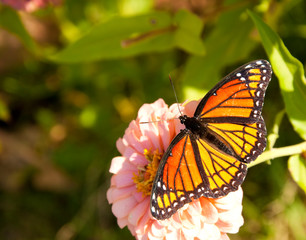 Dorsal view of a colorful Viceroy butterfly feeding on a light pink Zinnia flower