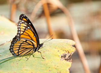 Brightly colored Viceroy butterfly resting on a waterlily leaf with muted color fall background