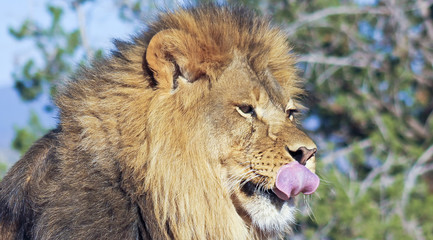 Naklejka na ściany i meble A Portrait of an African Lion Male