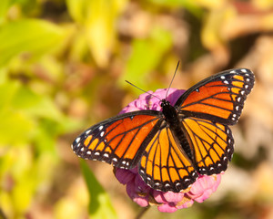 Dorsal view of a brilliant Viceroy butterfly