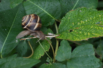 улитка на зелёной траве
