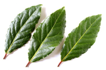 bay leaves isolated on a white background