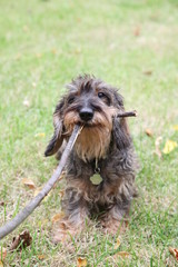 Cane bassotto gioca con un legno