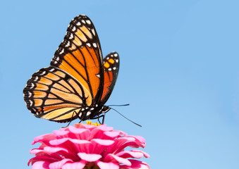 Brilliant Viceroy butterfly feeding on a bright pink Zinnia against blue skies