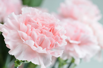 Fototapeta premium Pink carnation close-up, shallow depth of field