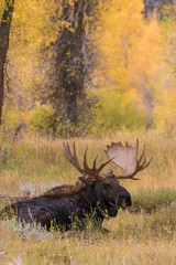 Bull Moose Bedded in Fall