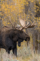 Bull Moose in the Fall Rut