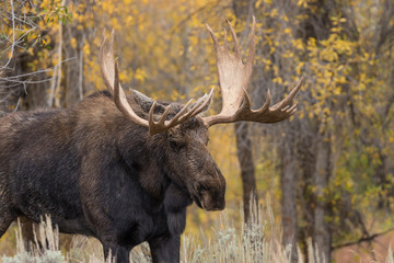 Naklejka na ściany i meble Bull Moose in the Fall Rut