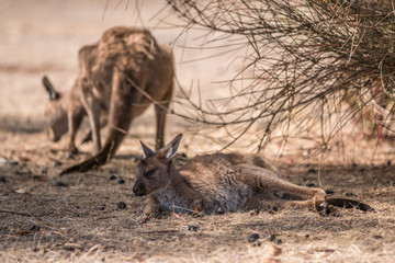 kangaroo island kangaroo (macropus fuliginosus), native australian animals 