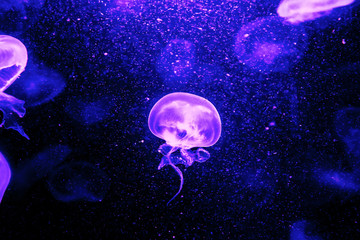 Naklejka na ściany i meble Jellyfish in the dark background