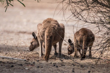 kangaroo island kangaroo (macropus fuliginosus), native australian animals © Torsten Pursche