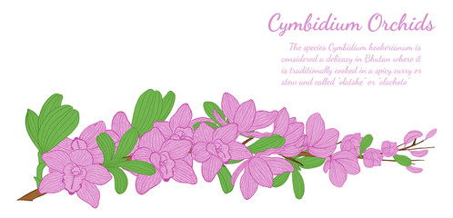 Cymbidium Orchids vector on white background.Cymbidium Orchids card by hand drawing.