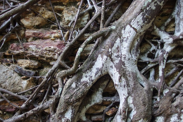 South America, Brazil, Bahia, Salvador,  Island Morro de Sao Paulo
