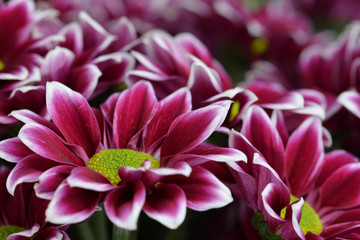 maroon chrysanthemum macro