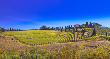 beautiful landscape view of the Tuscany, Italy vineyard 