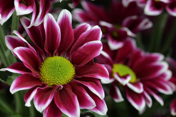 maroon chrysanthemum macro