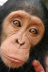 Chimpanzé Cameroun Edéa
