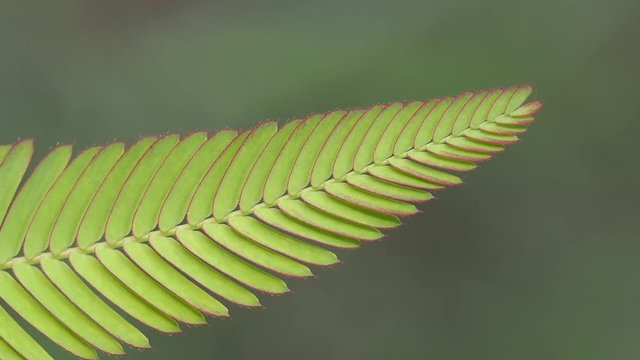 Wind and Sun Light on a Leaf