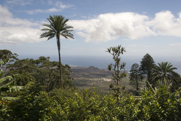 Fototapeta na wymiar Parc national de Green Moutain, Ile de l'Ascension, Atlantique Sud, Territoire britannique d'outre mer