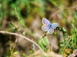 Papillon 