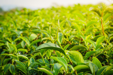 Green tea leaves on tea plantations.Selective soft focus with Rim light and shallow DOF.