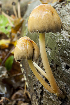 Coprinus micaceus, Glistening Ink Cap Fungi.
