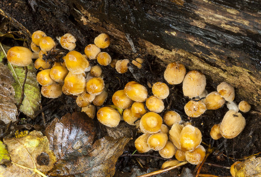 Coprinus xanthothrix Fungi